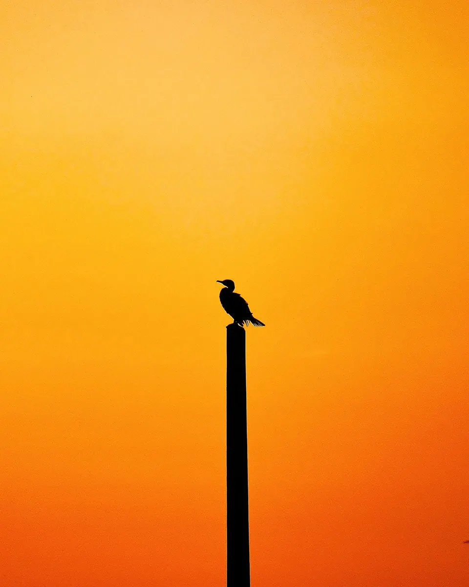 ave a contraluz con atardecer naranja intenso