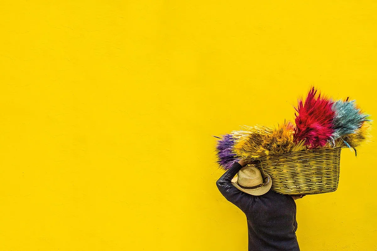 Fotografía fondo amarillo y flores secas de color 