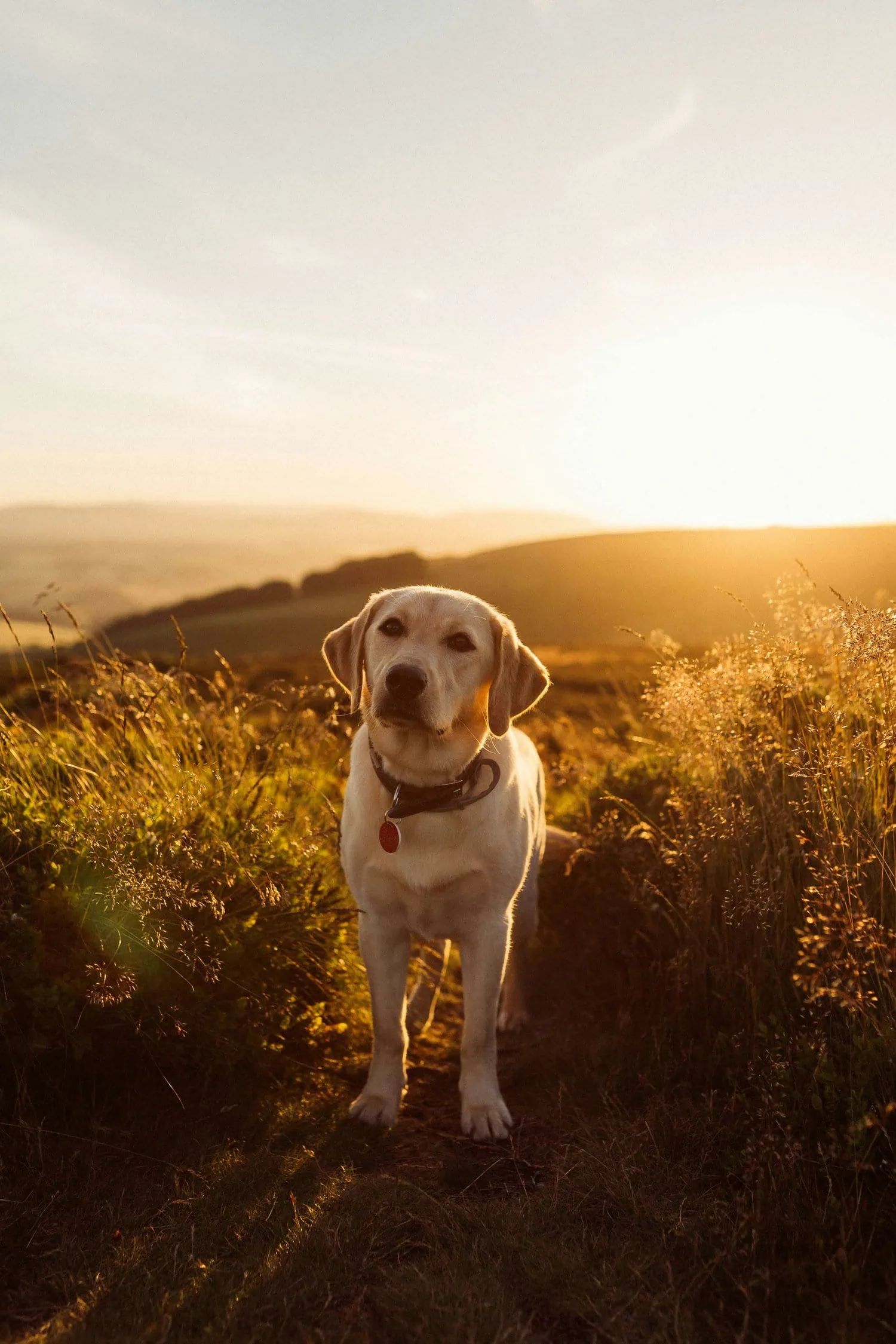 fotografía de perro en atardecer