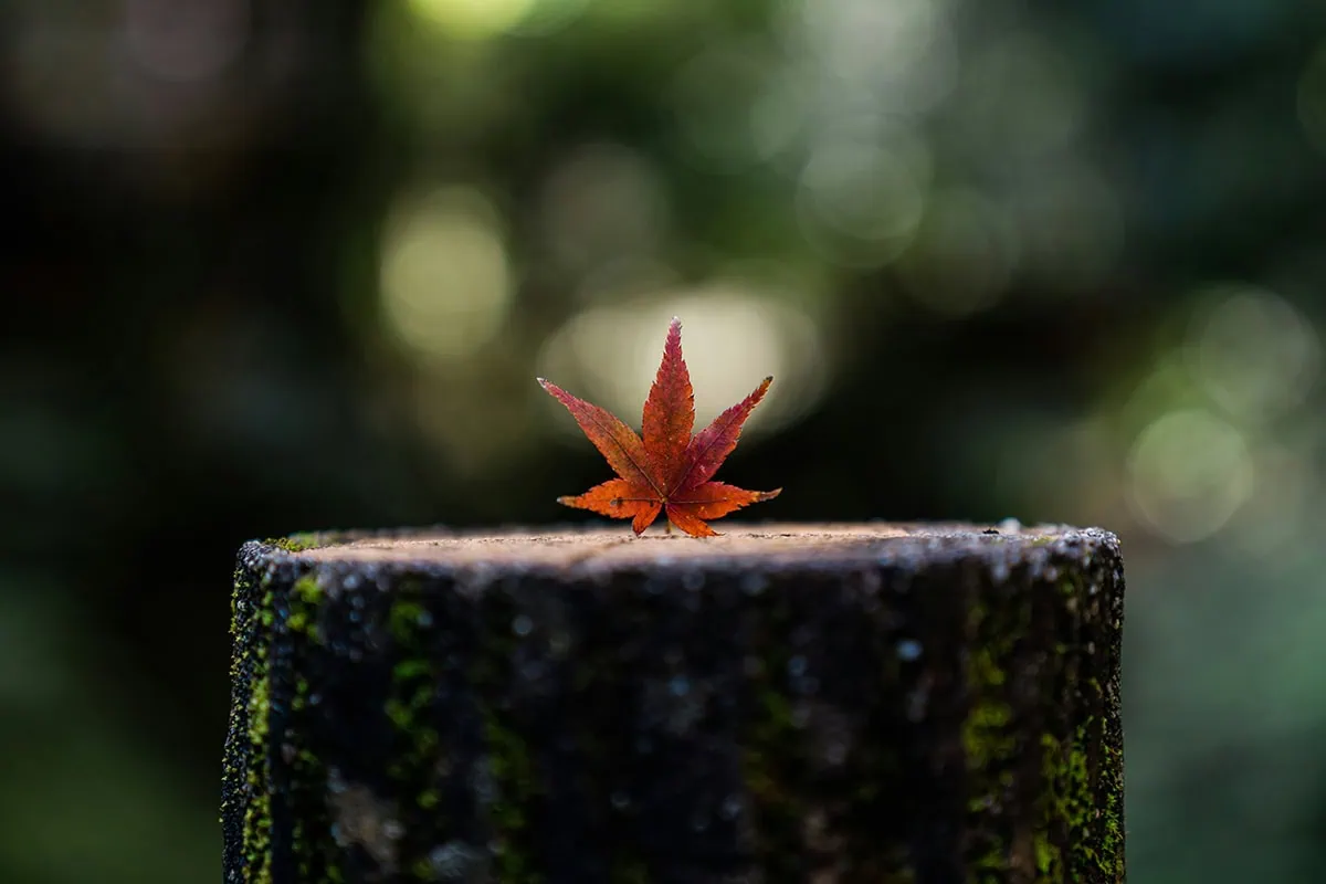 fotografía hoja efecto bokeh
