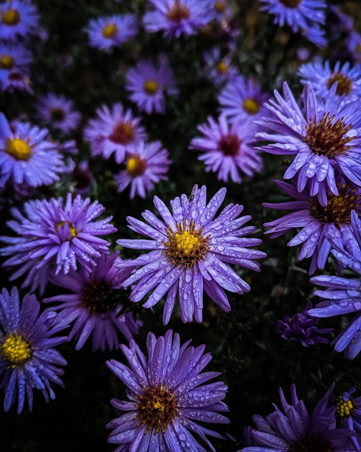 flores violetas