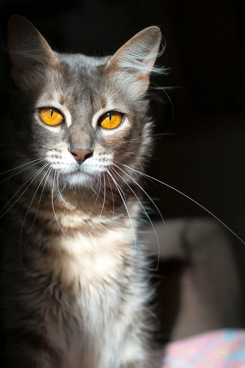 gato-luz-directa