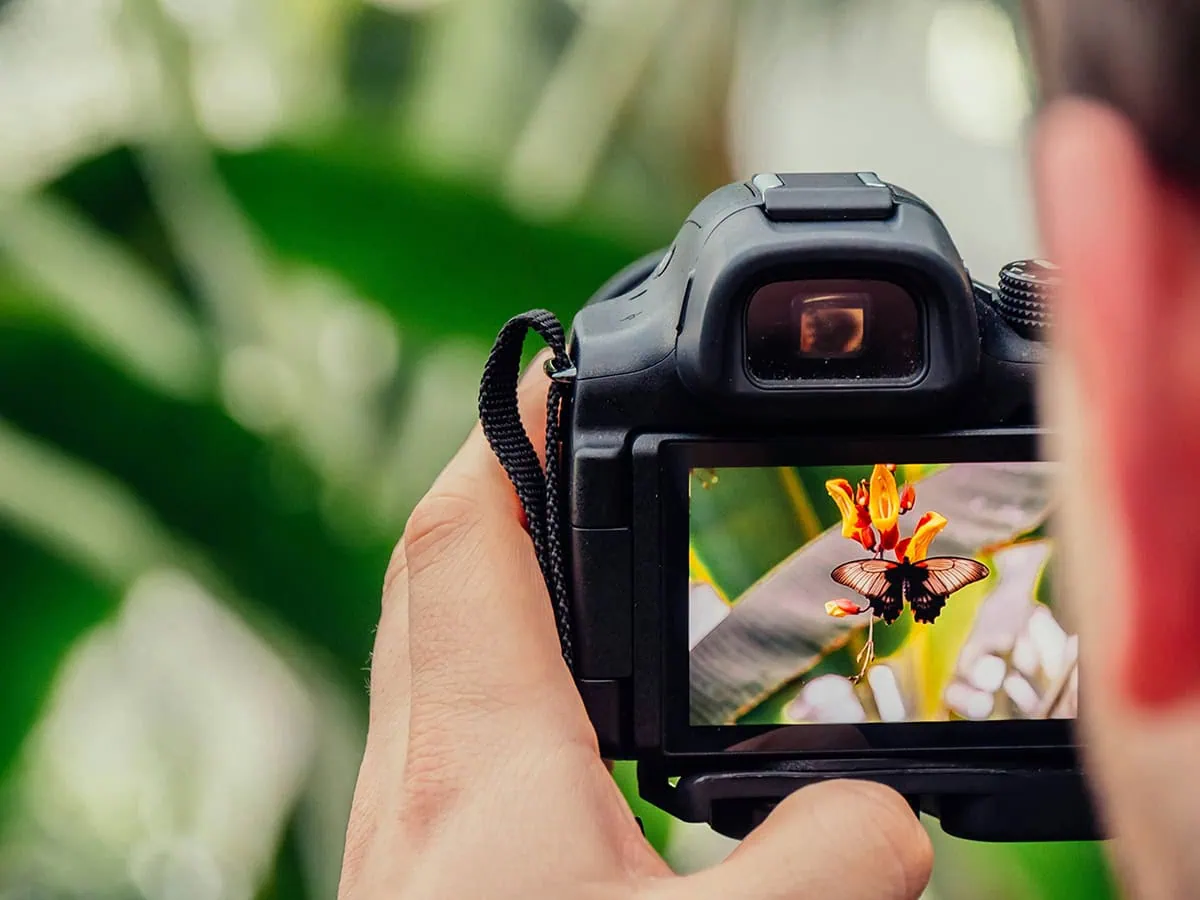 fotografía cámara, visualización de fotografía, errores de fotógrafos