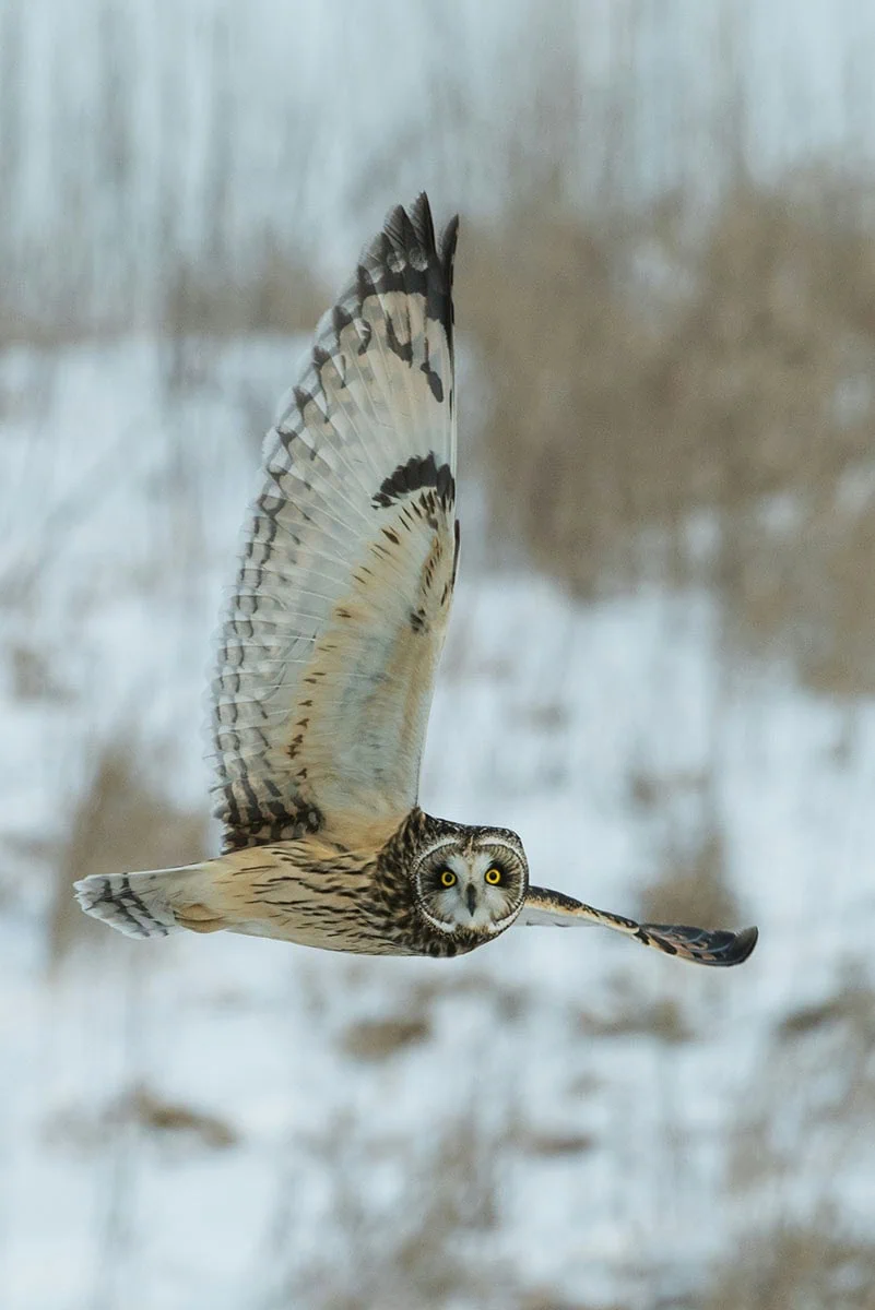 Fotografía de aves mostrando a un búho en pleno vuelo sobre paisaje invernal