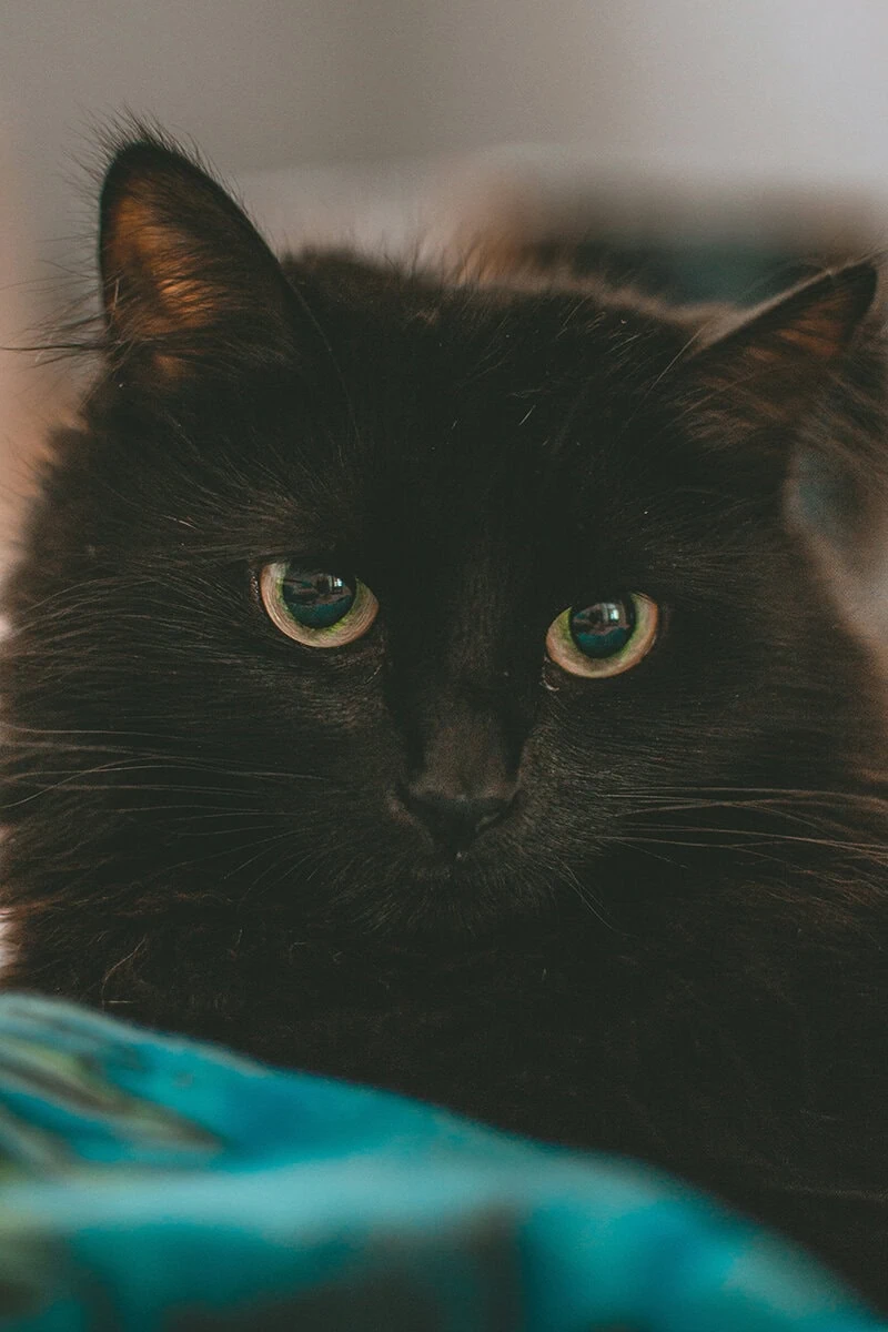 Retrato de mascota con enfoque preciso a los ojos