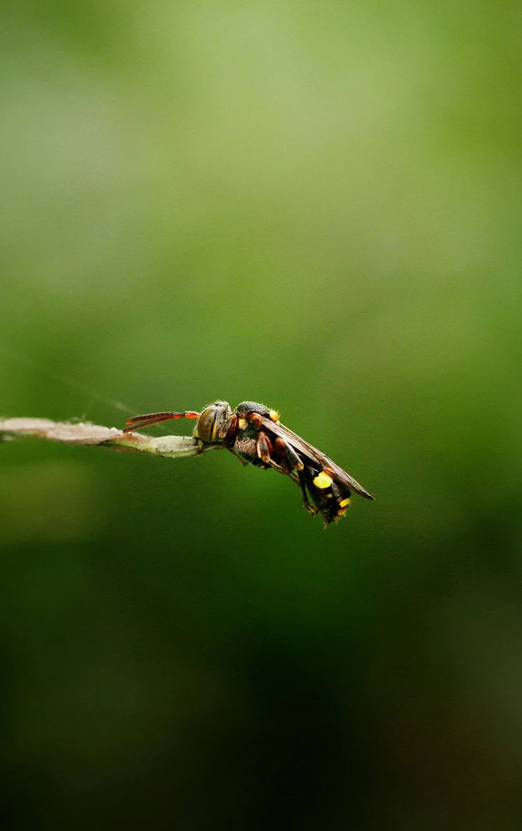 Fotografía de insecto sobre tallo en primer plano