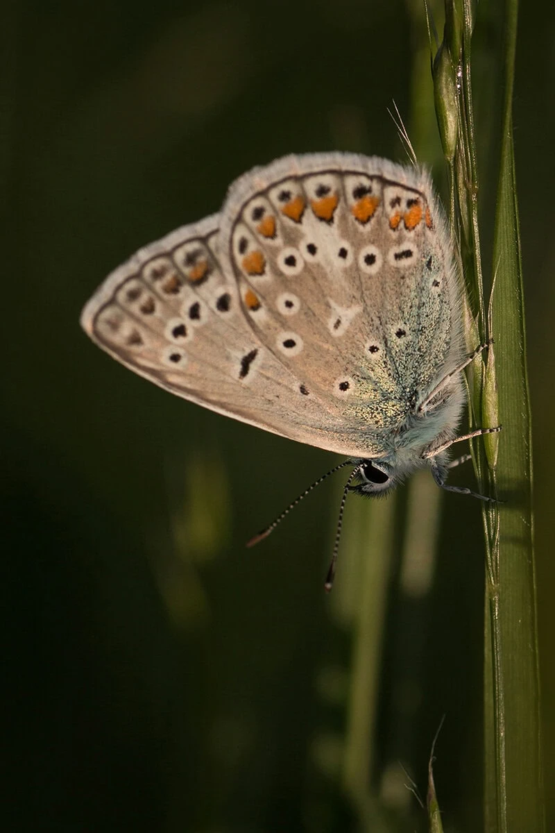 Fotografía macro de mariposa marrón posada sobre tallo