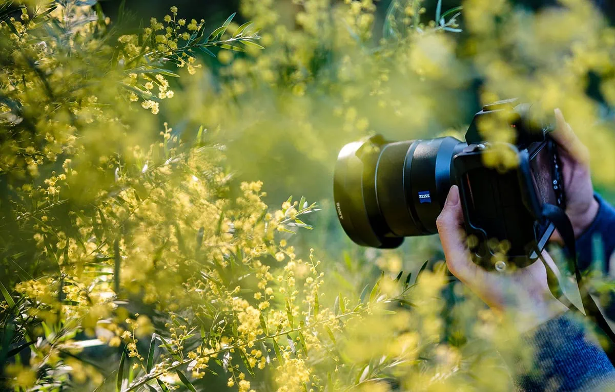 Escena de fotografía de naturaleza mostrando una cámara enfocando entre flores