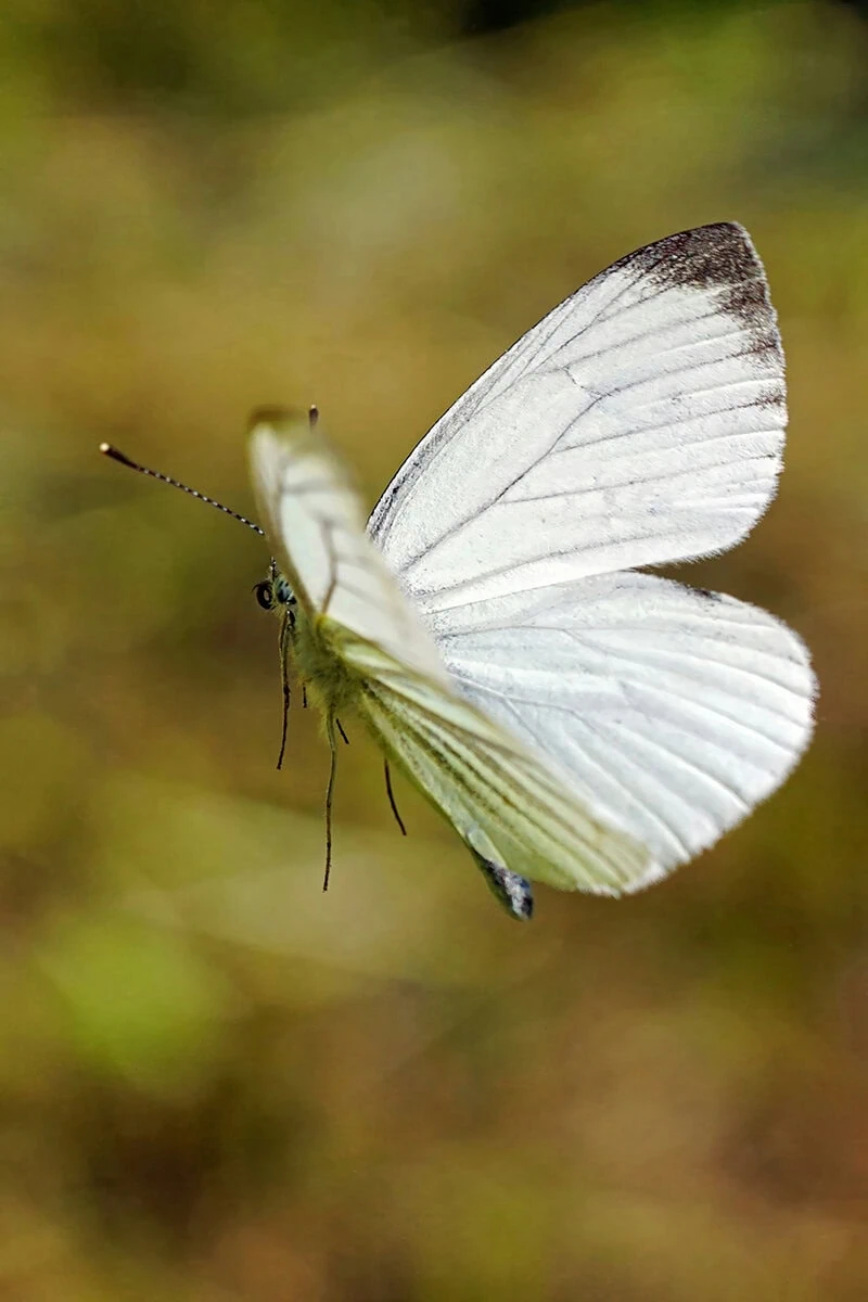 Mariposa blanca capturada en pleno vuelo con enfoque selectivo