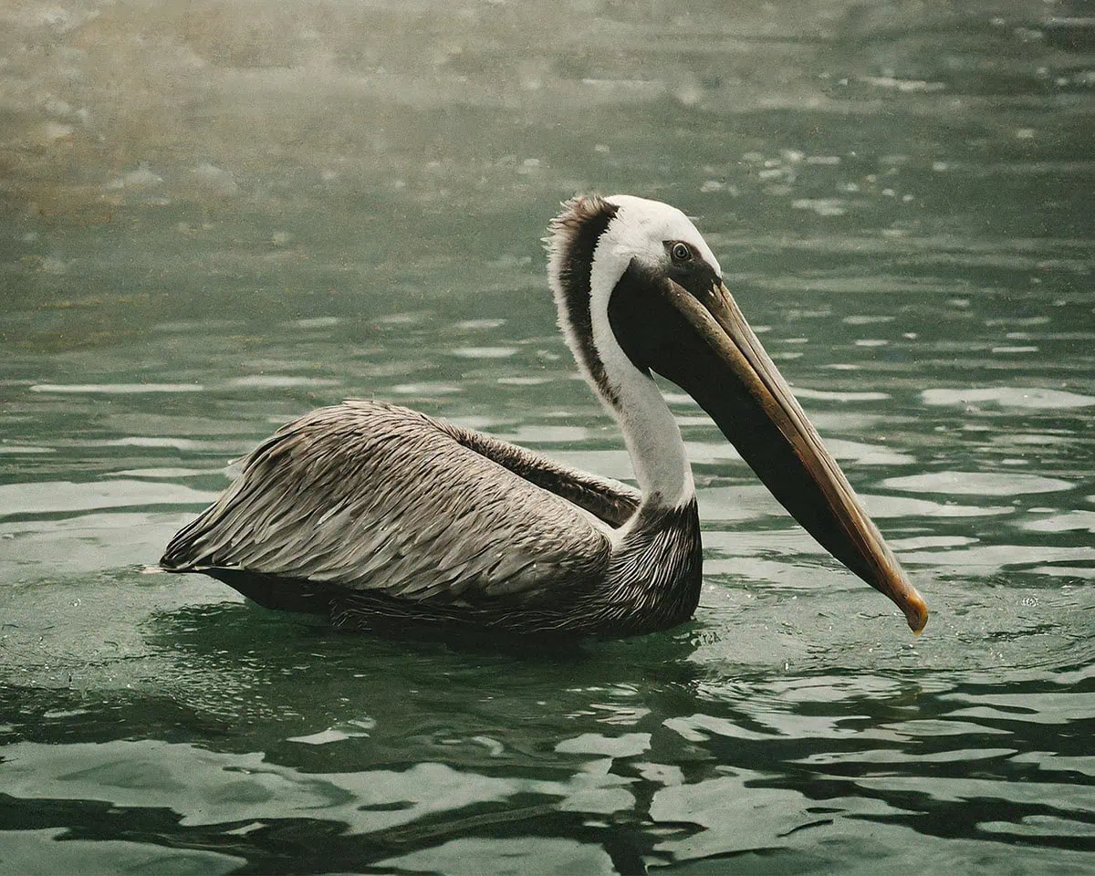 Retrato de fauna de un pelícano nadando en aguas tranquilas