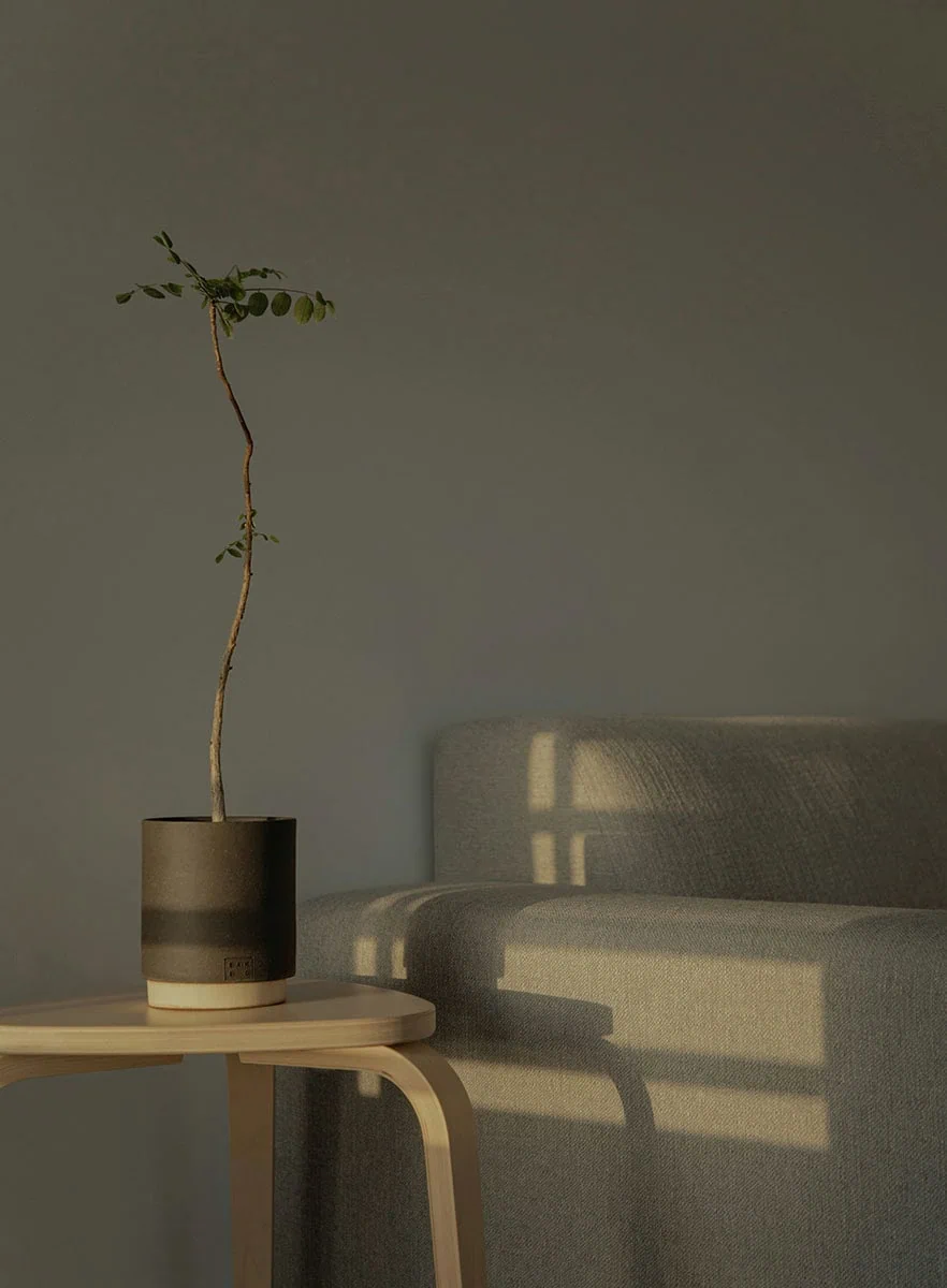 Composición minimalista con planta delgada, ejemplo de tendencias en retoque minimalista