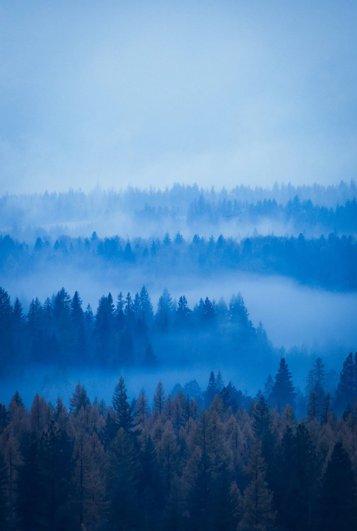 paisaje bosque en hora azul