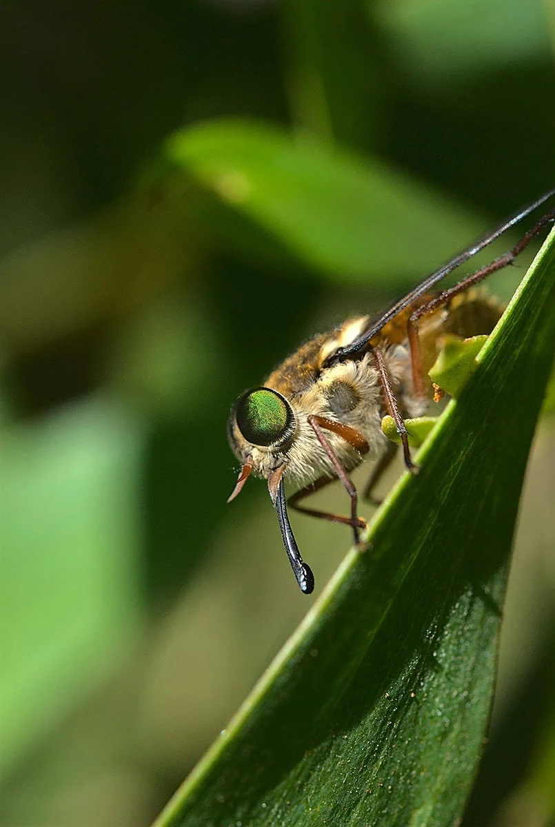 fotografía insecto en rama