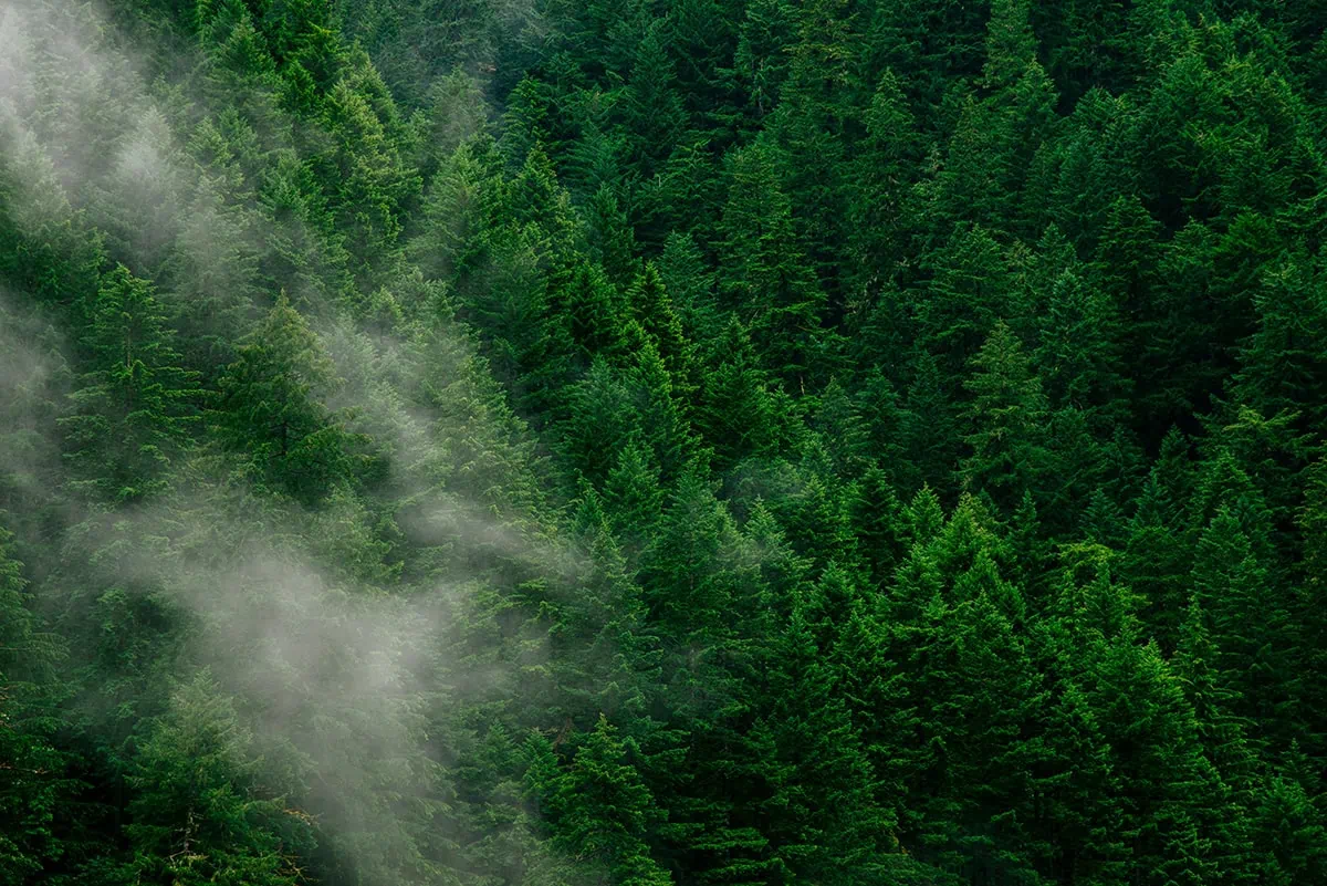 Fotografía de paisaje verde intenso