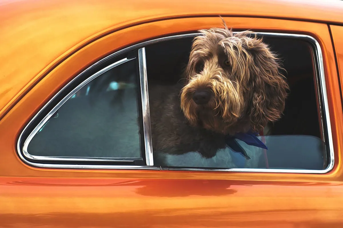 Foto de perro en coche naranja intenso